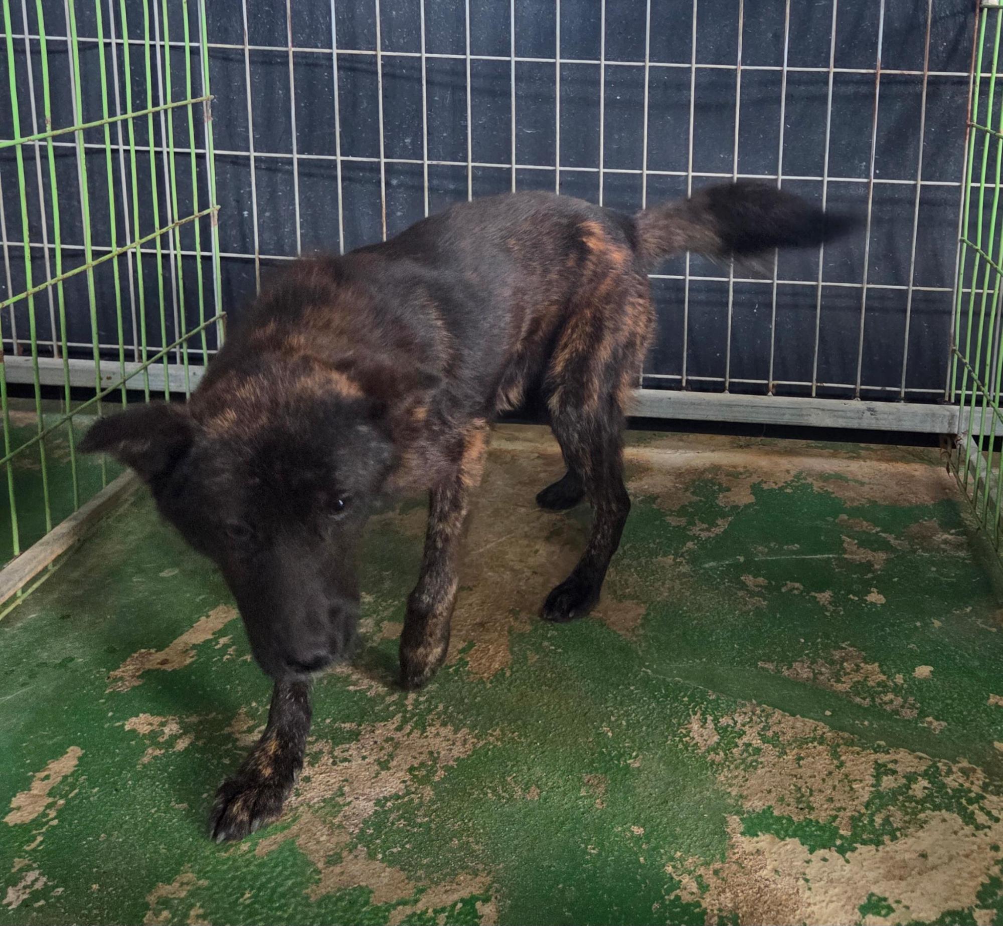 종료(자연사) 믹스…